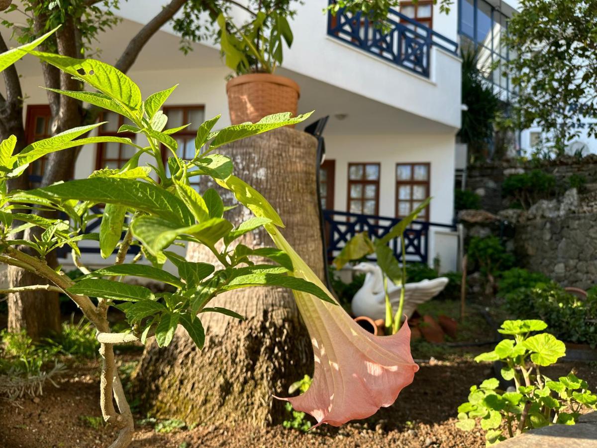 Naturella 2*